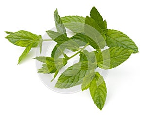 Spearmint photo