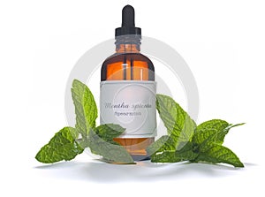 Spearmint extraction or essential oil photo