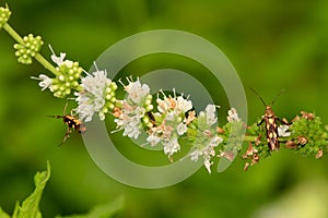 Spearmint flower with insects