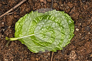 Spearmint fresh leave on soil close up