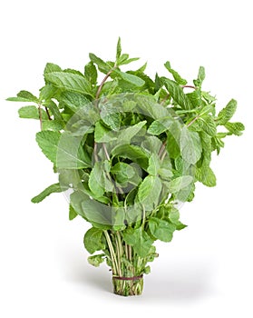 Spearmint herb photo