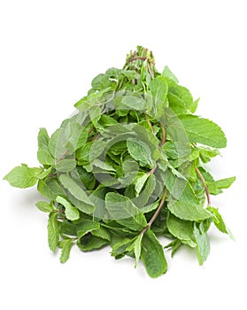 Spearmint herb