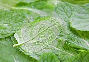 Spearmint herb background