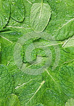 Spearmint herb background