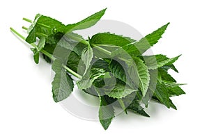 Spearmint herb closeup