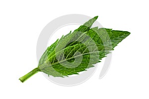 Spearmint herb closeup