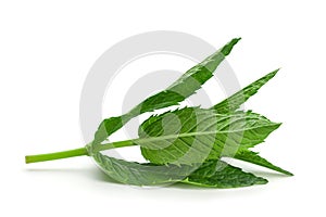 Spearmint herb closeup