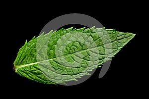 Spearmint herb leaf closeup