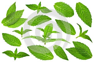 Spearmint herb leaf closeup