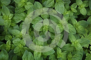 Spearmint, Labiatae, Mentha Spicata photo