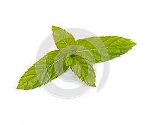 Spearmint Leaves photo