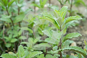 Spearmint (Mentha spicata). Bush with young shoots and leaves. photo