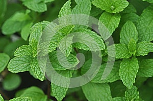 Spearmint Plant - Mentha spicata