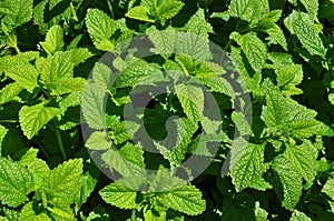 Spearmint plant leaves