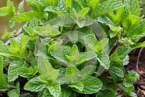 Garden Herb Series - Spearmint Plant Leaves - Mentha spicata photo