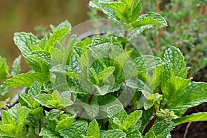 Garden Herb Series - Spearmint Plant Leaves - Mentha spicata photo