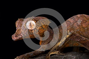 Spearpoint leaf-tailed gecko Uroplatus ebenaui