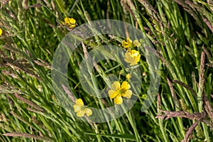 Spearwort also known as Lesser spearwort flowers amongst grasses
