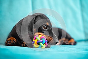 Special accessories for growing fangs of puppy. Baby dachshund plays and nibbles silicone toy to scratch teeth and not