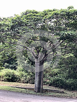 Special beauty Tree