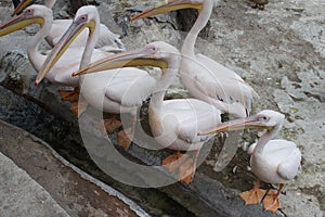 Special birds are eager for food in the park