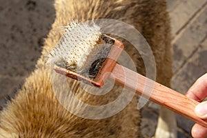 A special brush of fluff on a wooden growled with metal bristles for combing animals. There`s a lot of dog hair on the comb. The