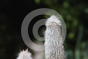 A special cactus plant covered with white spikes that resemble hair,