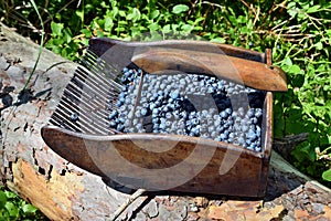 Special comb to picking blueberries