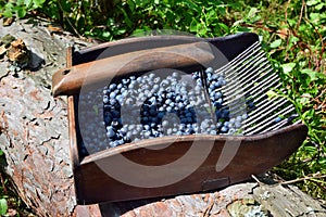 Special comb to picking blueberries
