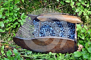 Special comb to picking blueberries