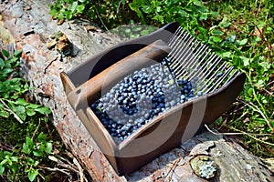 Special comb to picking blueberries