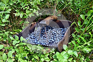 Special comb to picking blueberries