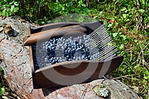 Special comb to picking blueberries