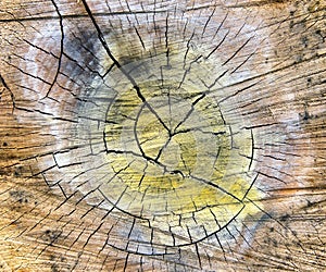 Special cracked old wood cut texture