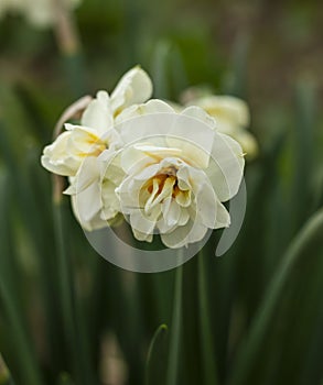 Special daffodil
