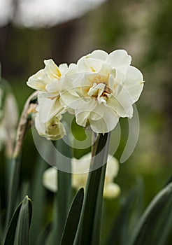 Special daffodils