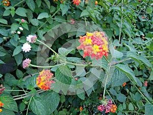 A special fascinating view of green shrubs of lantana with white and colorful flowers