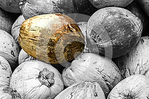 Special golden treasure among many able to distinguish among the gray fruits of monochrome coconuts of the brethren photo