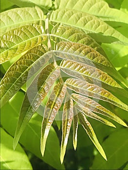 Special green leaf in spring sunny day