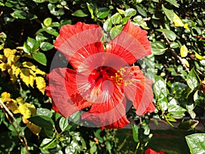 A special Hibiscus rosa sinensis photo