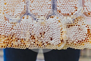 Special honey comb, close up, flowing, bee-garden, natural products,apiary behind jeans