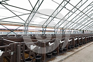 special houses for calves on a modern dairy cow farm