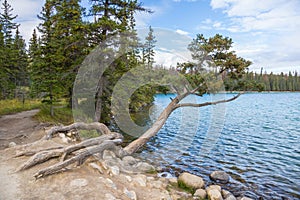 Special looking tree at Beauvert Lake