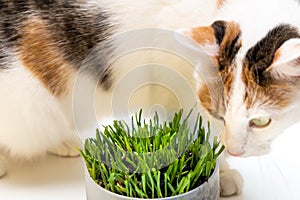 Special nutritional cat grass. Concept, Taking care of your pet`s health, Cat eating grass
