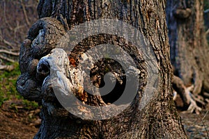 Special Oak Trunk, Central Chilean forest photo