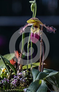 Special orchid at Flower garden of Chiangmai