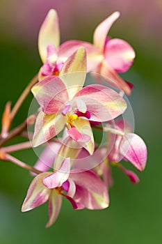 Special orchid at Flower garden of Chiangmai