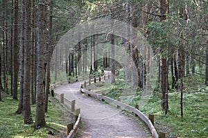 Special paths for walking through the forest at any time of the year