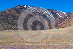 Special plateau plant blooms in Beautiful Qinghai-Tibet Plateau Ngari, Tibet, China summer