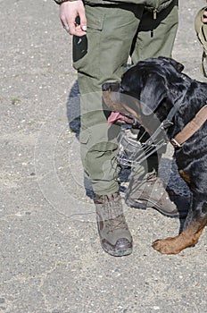 Special Service Dogs Concept. A man in military uniform standing